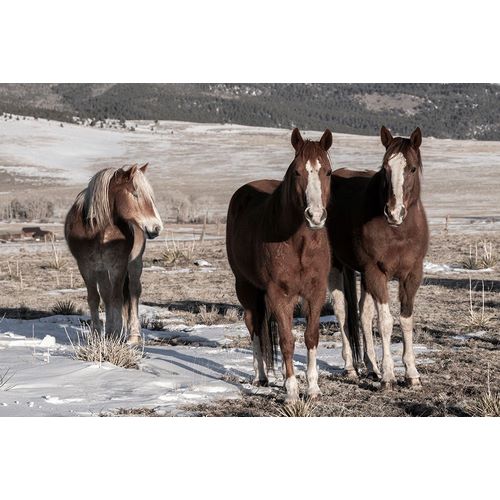 Hopkins, Cindy Miller 아티스트의 USA-Colorado-Westcliffe Music Meadows Ranch Sorrel horses with draft horse작품입니다.